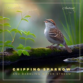 Chipping Sparrow and Babbling Water Stream thumbnail