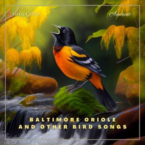 Baltimore Oriole and Other Bird Songs thumbnail