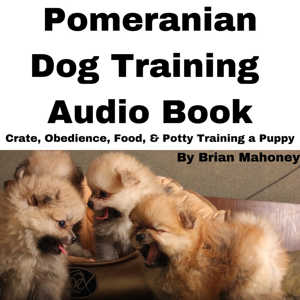 Potty training outlet a pomeranian puppy