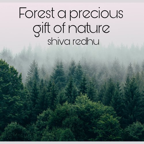 Forest a precious gift of nature