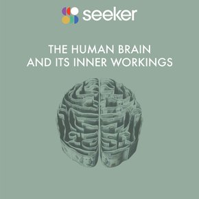The Human Brain and its Inner Workings thumbnail