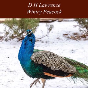 Wintry Peacock thumbnail